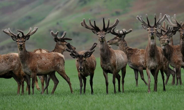 Happy, healthy New Zealand deer